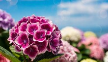 Beautiful Spring Flowers Blurred Background With Bokeh Effect Flower Concept With Purple And Pink Hortensia