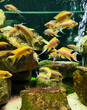 Akwarium ryby, oceanarium