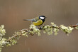 A Great Tit displays its striking black and yellow plumage while perched on a lichen-draped branch, with raindrops falling softly around it