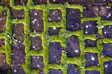 Old Cobblestone Pavement With Green Moss Top View