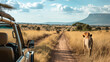 © Dimitri - Lions on Safari Pathway, Two lions stroll down a dusty trail with a safari jeep observing nearby