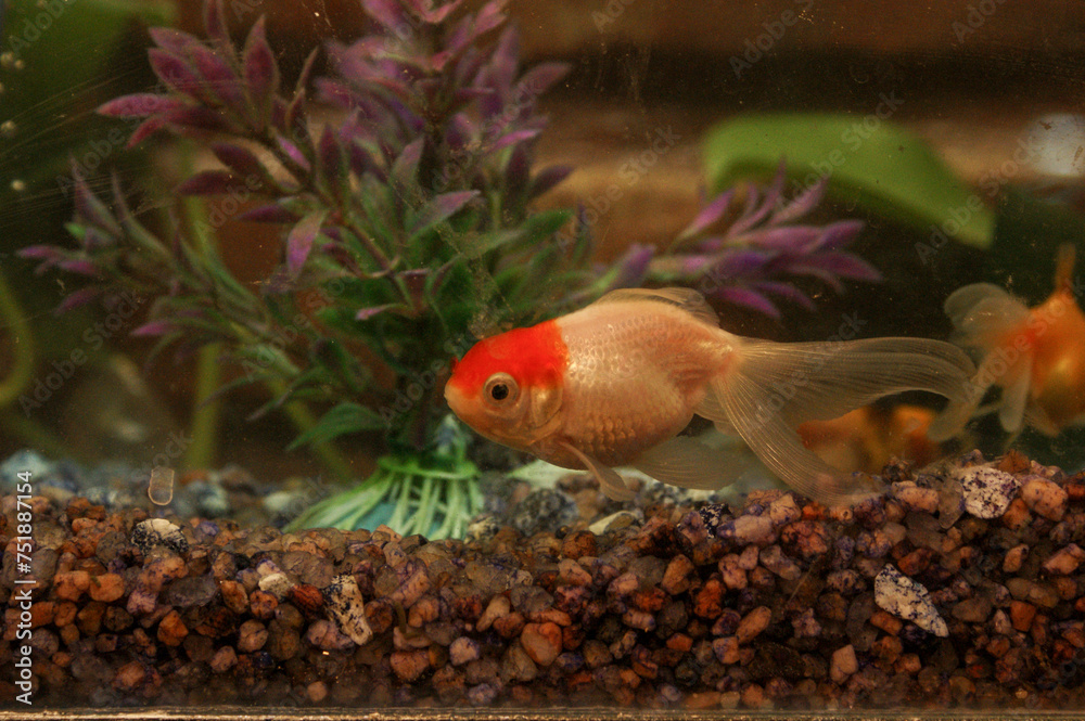 goldfish in aquarium Stock Photo | Adobe Stock