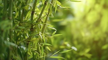  Photo of a very green bamboo tree