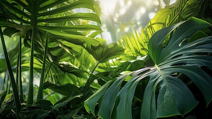 Poster - tropical monstera jungle background