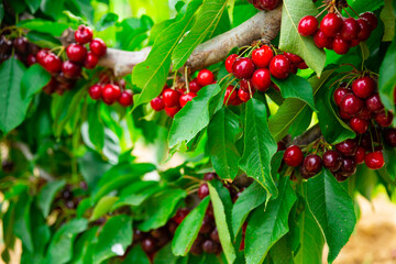 Wall Mural - Closeup of green sweet cherry tree branches with ripe juicy berries in garden. Harvest time