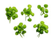 Set of watercress isolated on transparent background, transparency image, removed background
