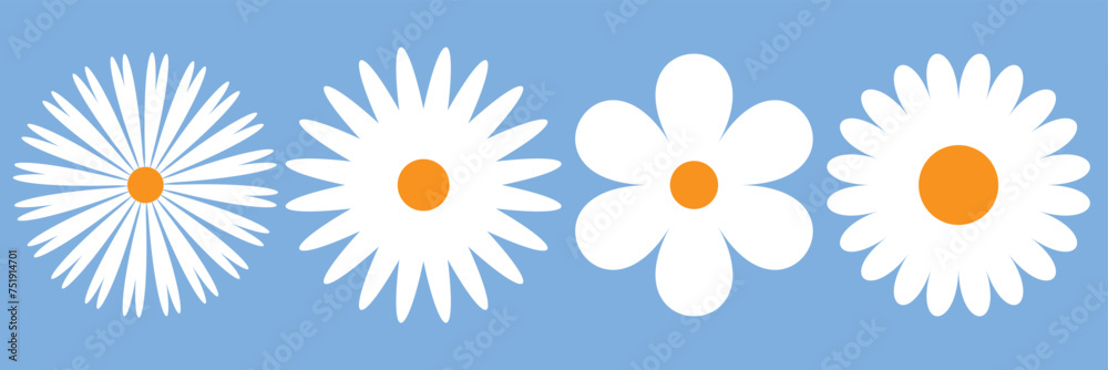 4 white daisy flower isolated on white background. Flat lay, top view ...
