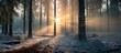 The sun shines brightly through snow-covered trees, casting long shadows and creating a warm glow in the wintry forest. The thick pine path is illuminated by the dazzling light, showcasing the beauty