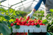 Picking strawberries in a greenhouse