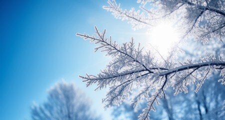 Canvas Print -  Snowy branches reaching for the sun