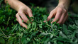 A closeup of a pair of hands snipping fresh leaves from a bundle of green herbs destined for use in a healing elixir.