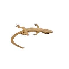 dead lizard on a white background