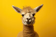 Portrait of a llama on a yellow background