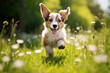 Cute happy puppy in a field of flowers