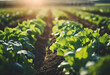 Sunlit rows of fresh green lettuce growing in rich soil on a farm with a soft focus background.