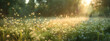 Summer meadow with yellow flowers with morning light. Summer or spring concept. 