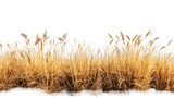 Fototapeta  - Cutout dried grass meadows savanna field isolated on transparent background
