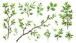 Greenery realistic tree branches cut-out isolated on transparent background
