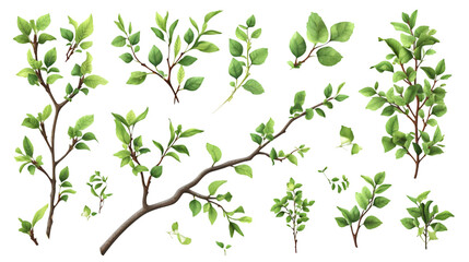 greenery realistic tree branches cut-out isolated on transparent background