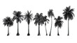 Palm trees shapes on isolated on transparent background