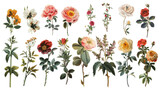 Fototapeta Panele - A collection of flowers. Sketches of blossoms with stalks and leaves. transparent, isolated set of different florets. A bush of wild roses. A spring yellow bloom twig. Watercolor painting. PNG File