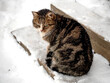 A beautiful spotted cat is sitting in the snow