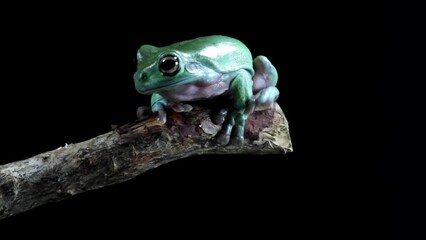 Wall Mural - Dumpy frog sitting on branch, litoria caerulea