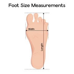 Foot size measurements vector illustration design.