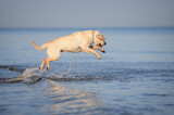 Fototapeta Zwierzęta - funny labrador dog jumping up from the water at the sea
