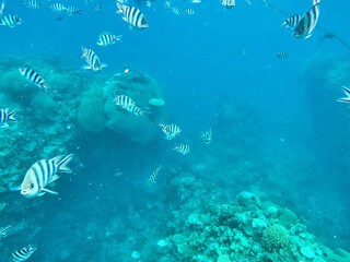 Poster - Beachcomber Island, Fiji