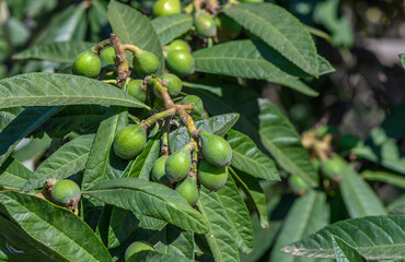 Wall Mural - medlar fruits on branches product for liqueur 2