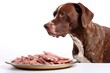 A dog stares at a plate of meat, perfect for pet food ads