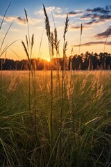 Aufkleber - Beautiful sunset over a peaceful grass field, ideal for nature backgrounds