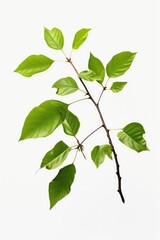 Poster - Branch with green leaves on white background. Versatile image for nature concepts