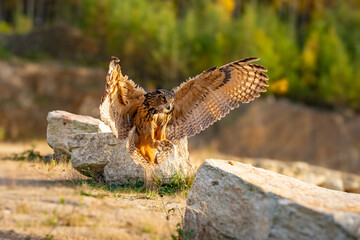 Wall Mural - the great eagle owl (bubo bubo) is a large species of owl in the strigidae family. it is the largest