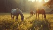 Purebred young horses grazing on the meadow summertime
