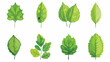 Leaf icon butterfly ecology green.