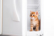 A small red kitten climbed into the refrigerator in search of food. Funny cats. The cat escapes from the hot weather