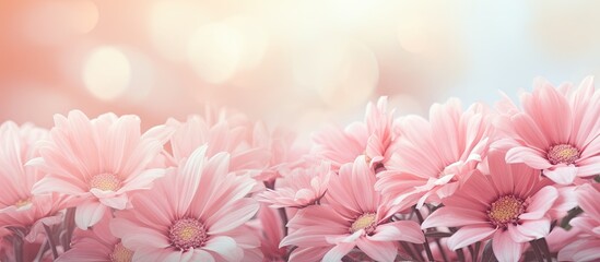 Aufkleber - Elegant Pink Blossoms with Delicate Petals Creating Refreshing Spring Pink Flowers Wallpapers