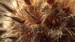Detailed macro shot of Arctium burdock burs with tiny barbs that cling to passing animal's fur.