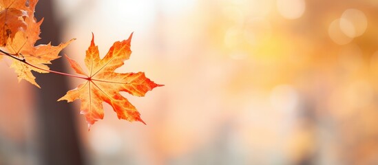 Fototapete - Vibrant Autumn Maple Leaf Gracefully Hangs from Delicate Branch in Natural Setting