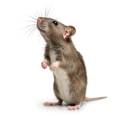 Wall Mural - rat stands on its hind legs and looking up. on transparency background PNG