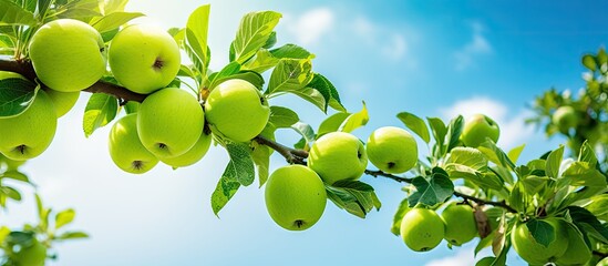 Poster - Vibrant Green Apples Ripening on Branches in Sunlit Orchard on Summer Day