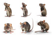 rat stands on its hind legs and looking up. isolated on transparency background PNG