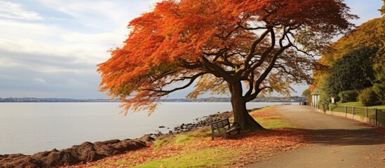 Poster - Radiant Autumn Tree with Vibrant Orange Leaves in Southend Cliff Gardens