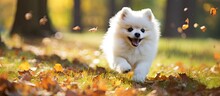 Joyful White Pomeranian Puppy Frolicking Amid Autumn Leaves In A Playful Fetch Game