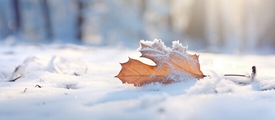 Fototapete - Delicate Frozen Leaf Resting on White Snow - Capturing the Serenity of Winter Nature
