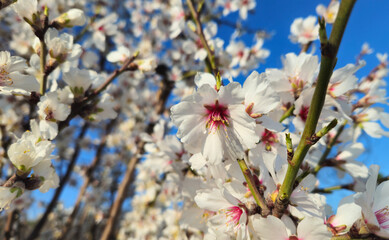 Wall Mural - Beautiful branches of a blooming almond tree in early spring