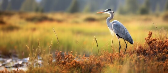 Poster - Graceful Grey Heron foraging in a lush meadow under the clear sky