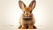 Close-up portrait of cute brown baby rabbit isolated on white background. Realistic Easter Bunny